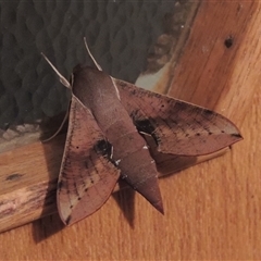 Hippotion scrofa (Coprosma Hawk Moth) at Conder, ACT - 18 Mar 2024 by MichaelBedingfield