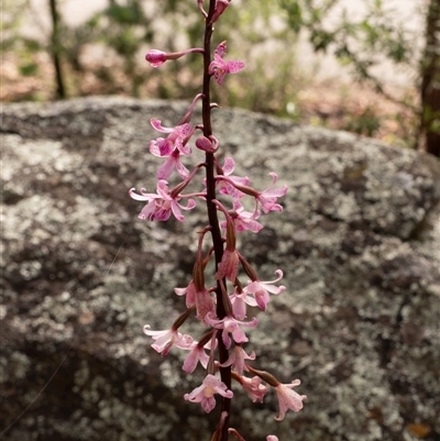 Dipodium roseum (Rosy Hyacinth Orchid) at Mawson, ACT - 9 Dec 2024 by Rowdy