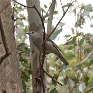 Colluricincla harmonica at Dalton, NSW - 23 Oct 2024 11:51 AM