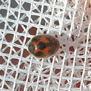 Rodolia cardinalis at Farrer, ACT - 12 Dec 2024 08:52 AM