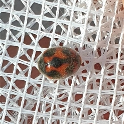 Rodolia cardinalis (Vedalia Beetle or Cardinal Ladybird) at Farrer, ACT - 11 Dec 2024 by gregbaines