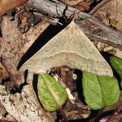 Epidesmia hypenaria (Long-nosed Epidesmia) at Cotter River, ACT - 12 Dec 2024 by JohnBundock