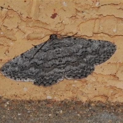 Psilosticha absorpta (Fine-waved Bark Moth) at Wanniassa, ACT - 12 Dec 2024 by JohnBundock