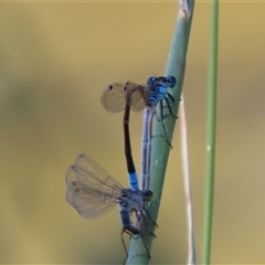 Ischnura heterosticta (Common Bluetail Damselfly) at Evatt, ACT - 12 Dec 2024 by SandraH