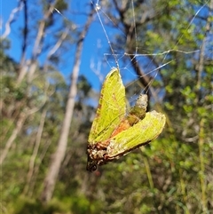 Aenetus (genus) (A Splendid Ghost moth (Hepialinae) by Aussiegall