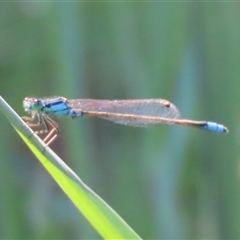Ischnura heterosticta (Common Bluetail Damselfly) at Evatt, ACT - 13 Dec 2024 by SandraH