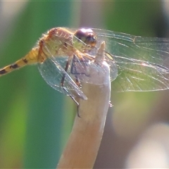 Diplacodes bipunctata (Wandering Percher) at Evatt, ACT - 12 Dec 2024 by SandraH