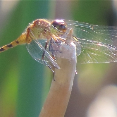 Diplacodes bipunctata (Wandering Percher) at Evatt, ACT - 12 Dec 2024 by SandraH