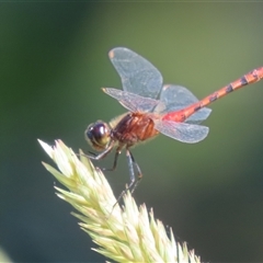 Diplacodes melanopsis (Black-faced Percher) at Evatt, ACT - 12 Dec 2024 by SandraH