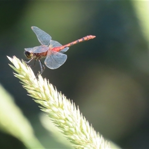 Diplacodes melanopsis at Evatt, ACT - 13 Dec 2024 09:51 AM