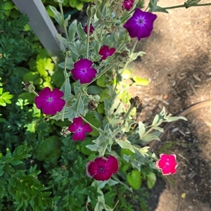 Unidentified Other Wildflower or Herb at Melba, ACT by kasiaaus2