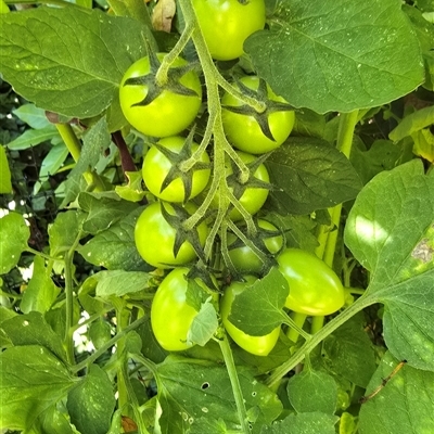 Solanum lycopersicum at Melba, ACT - 13 Dec 2024 by kasiaaus2