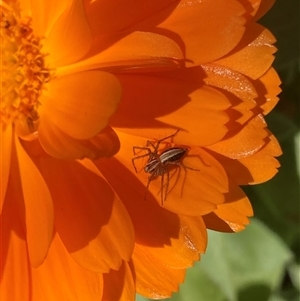 Oxyopes sp. (genus) at Melba, ACT by kasiaaus2