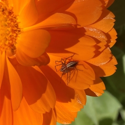 Oxyopes sp. (genus) at Melba, ACT - 6 Sep 2024 by kasiaaus2