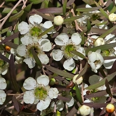 Leptospermum sp. at Melba, ACT - 13 Dec 2024 by kasiaaus2