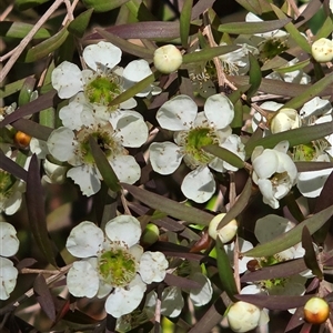 Leptospermum sp. at Melba, ACT by kasiaaus2