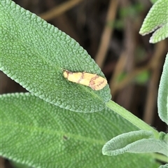 Unidentified Concealer moth (Oecophoridae) at Melba, ACT - 14 Dec 2024 by kasiaaus2