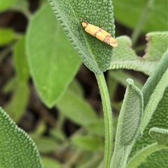 Philobota productella at Turner, ACT - 15 Dec 2024