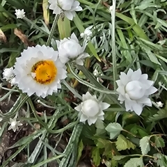 Unidentified Daisy at Melba, ACT - 14 Dec 2024 by kasiaaus2