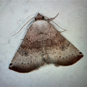 Wallabia bicolor at Aranda, ACT - 16 Dec 2024 07:20 AM