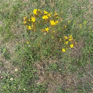 Hypericum perforatum at Yarralumla, ACT by lbradley1