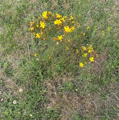 Hypericum perforatum at Yarralumla, ACT - 17 Dec 2024 by lbradley1