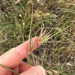 Parergophela melirrhoa (Chezela Group) at Acton, ACT - 16 Dec 2024 by ConBoekel