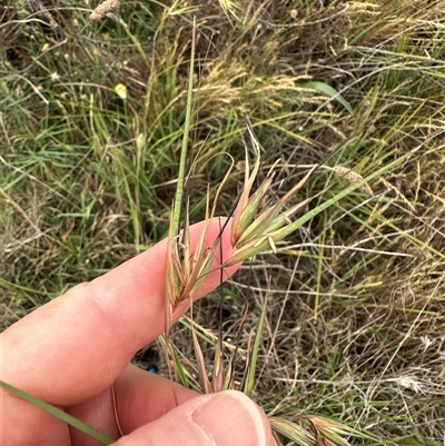 Parergophela melirrhoa (Chezela Group) at Acton, ACT - 16 Dec 2024 by ConBoekel