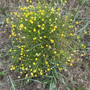 Calotis lappulacea at Yarralumla, ACT by lbradley1