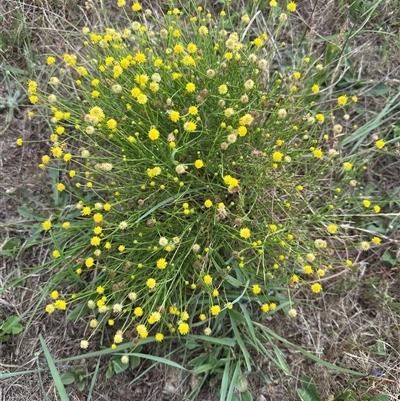 Calotis lappulacea at Yarralumla, ACT - 17 Dec 2024 by lbradley1