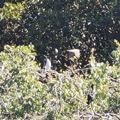 Unidentified Colonial nesters (Herons, Cormorants, etc) at Adelaide, SA - 24 Dec 2024 by Mike