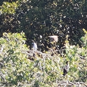 Unidentified Colonial nesters (Herons, Cormorants, etc) at Adelaide, SA by Mike