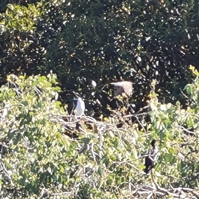 Unidentified Colonial nesters (Herons, Cormorants, etc) at Adelaide, SA - 24 Dec 2024 by Mike