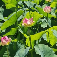 Nelumbo nucifera at Adelaide, SA - 23 Dec 2024 by Mike