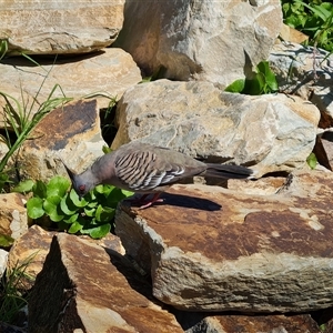 Ocyphaps lophotes at Adelaide, SA by Mike