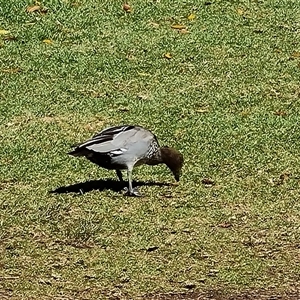 Chenonetta jubata at Adelaide, SA by Mike