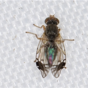 Trichopoda giacomellii at Hall, ACT - 5 Feb 2025 10:57 AM