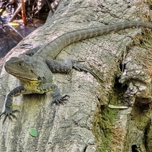 Unidentified Reptile or Frog at Melba, ACT - 2 Mar 2025 by kasiatest1