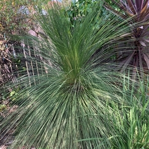 Xanthorrhoea acanthostachya at Melba, ACT - 16 Nov 2024 by kasia1g