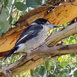 Cracticus nigrogularis at Belconnen, ACT - 5 Mar 2025 by kasia1k