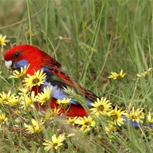 Unidentified Daisy at Belconnen, ACT - 19 Oct 2010 by kasiaaus