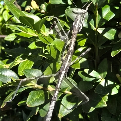 Unverified Praying mantis (Mantodea) at Melba, ACT - 3 May 2025 by kasiatest