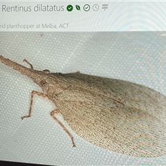 Rentinus dilatatus at Melba, ACT - Today by kasiatest