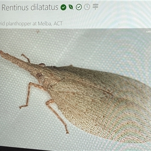 Rentinus dilatatus at Melba, ACT - 6 May 2025 by kasiatest