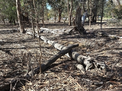 Tympanocryptis osbornei (Monaro Grassland Earless Dragon) at Dry Plain, NSW - 8 Apr 2025 by AndyRoo