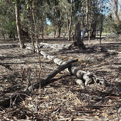 Unverified Gum Tree at Belconnen, ACT - 16 Apr 2025 by kasiatest