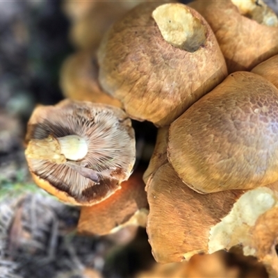 Unverified Cap on a stem; gills below cap [mushrooms or mushroom-like] at Melba, ACT - 28 Apr 2025 by kasiatest