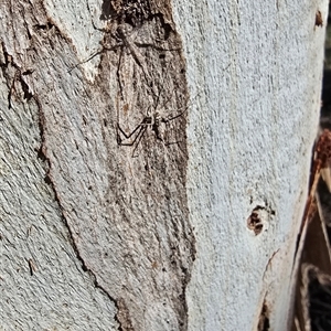 Tamopsis sp. (genus) at Belconnen, ACT - 7 May 2025 by kasiaaus