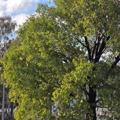 Unverified Plant at Bruce, ACT - 15 May 2025 by kasiaaus
