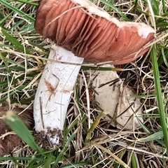 Unverified Fungus at Bruce, ACT - 15 May 2025 by kasiaaus
